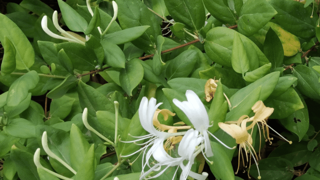 La madreselva se convierte en la planta del mes de julio en el Jardín Botánico de La Concepción