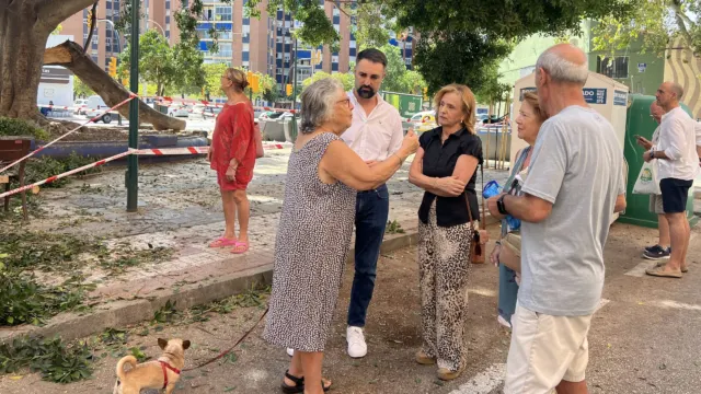 Tachan de desastre la gestión de medio ambiente sobre el arbolado de gran tamaño
