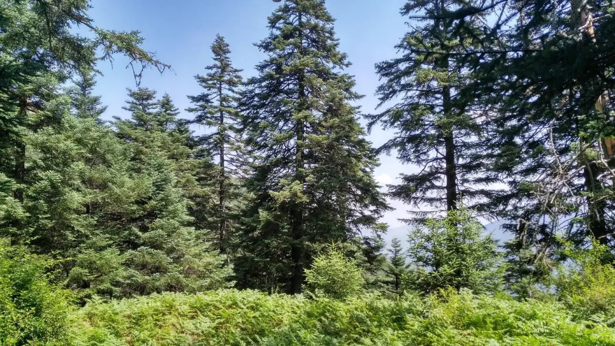 Sierra Bermeja será un laboratorio europeo contra los grandes incendios forestales a través del proyecto LIFE FIRE-RES CLIMA