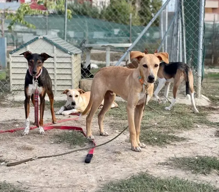Roali Vinos y Suspiros de Cuatro Patas se unen en Mijas en una cata benéfica por los animales